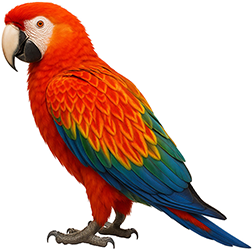 Flame Macaw
